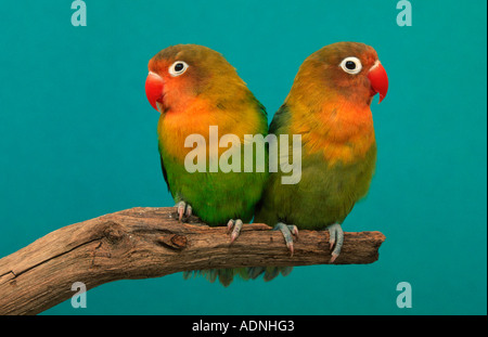 Fischers Lovebird, paar (Agapornis Fischeri) Stockfoto