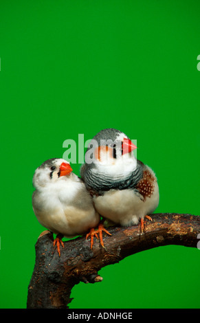 Zebrafinken, paar, pied (Taeniopygia Guttata) Stockfoto