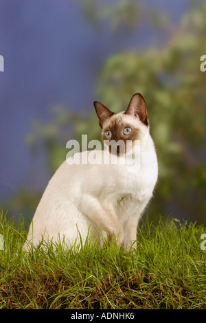 Klassische Siamkatze, Schokolade-Punkt Stockfoto