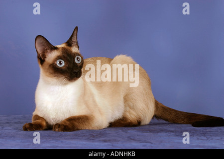 Klassische Siamkatze Seal-Point Stockfoto