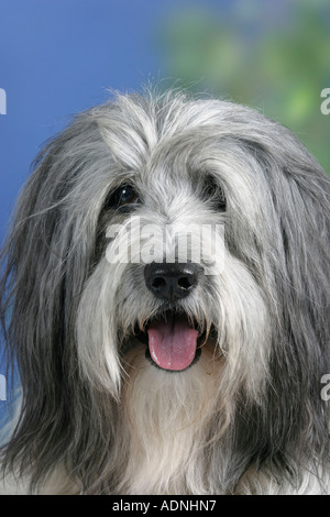 Polish Lowland Sheepdog Polski Owczarek Nizinny, PON Stockfoto