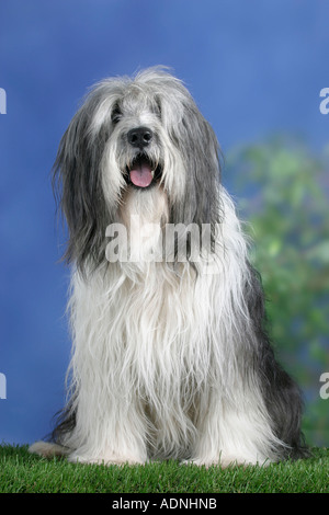 Polish Lowland Sheepdog Polski Owczarek Nizinny, PON Stockfoto