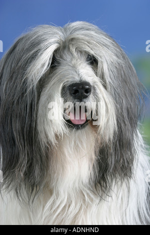 Polish Lowland Sheepdog Polski Owczarek Nizinny, PON Stockfoto