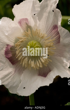 Schlafmohn (Papaver Somniferum) Blume Nahaufnahme Stockfoto