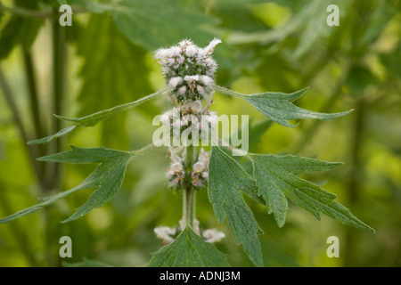 Motherwort (Cardiaca Herzgespann) close-up, Europa Stockfoto