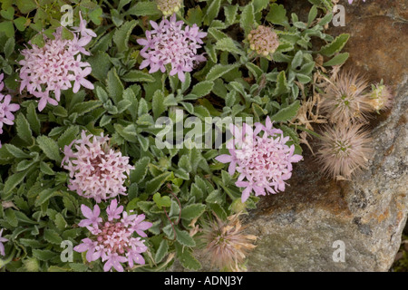 Eine Prostata Witwenblume Pterocephalus Perennis aus Griechenland Stockfoto