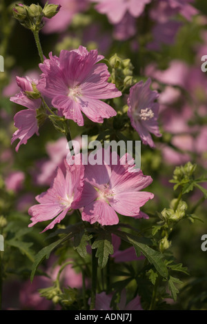 Schnittblättrige Malve, Malva alcea, Wild in Nordeuropa Stockfoto