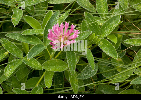 Zick-Zack-Klee, Trifolium Medium, mit Regentropfen Dorset Stockfoto