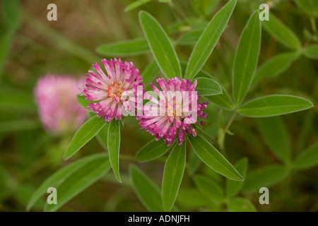 Zick-Zack Klee Trifolium Medium Dorset Stockfoto