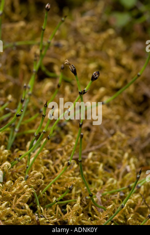 Eine seltene arktische Schachtelhalm Equisetum Scirpoides Norwegen Stockfoto