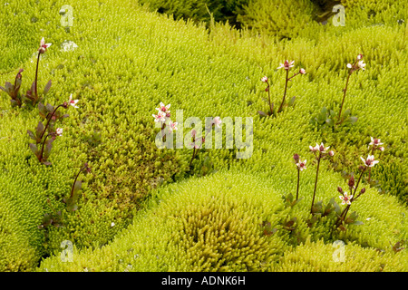 Sternsaxifrage, Saxifraga stellaris in einem moosigen Bergmoor mit dem Moos Philonotis fontana Stockfoto