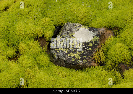 Moosigen Hügel Moor dominiert Philonotis Fontana Moos, Dovrefjell Nationalpark, Norwegen, Europa Stockfoto