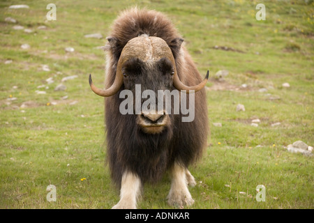 Moschusochsen Ovibos Moschatus in Norwegen nur wilde Festland Herde in Europa Stockfoto