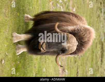 Moschusochsen Ovibos Moschatus in Norwegen nur wilde Festland Herde in Europa Stockfoto