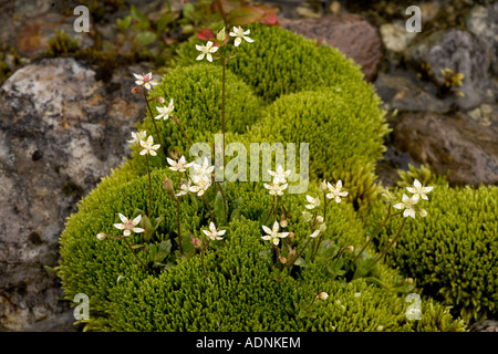 Sternsaxifrage, Saxifraga stellaris, in moosiger Flush mit Philonotis fontana Scotland Stockfoto