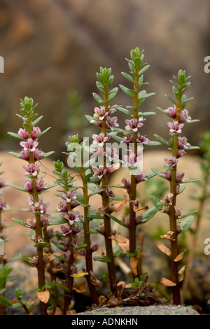 Meer Kreuzblume (Glaux Maritima) in Blüte, Nahaufnahme Stockfoto