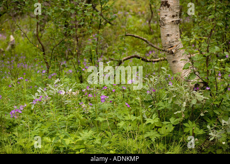 Boreal Birke Wald mit reicher Flora einschließlich Holz Storchschnabel bei Abisko North Sweden Stockfoto