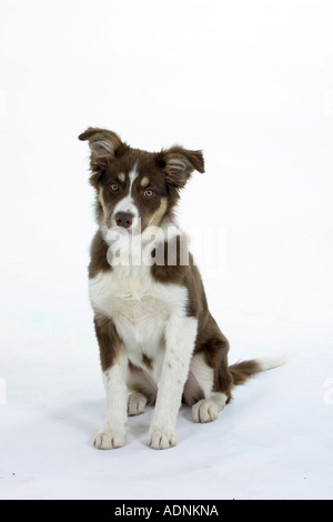 Border-Collie, Welpen, 4 Monate Stockfoto