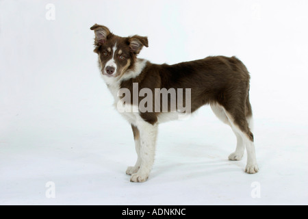 Border-Collie, Welpen, 4 Monate Stockfoto