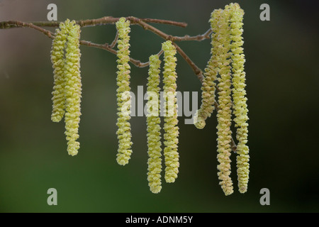 Gemeinsame Hasel (Corylus Avellana) männlichen Kätzchen in Blüte, Nahaufnahme, Dorset, England, UK Stockfoto