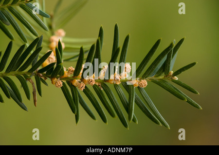 Gemeinsamen Eibe (Taxus Baccata) männliche Blüten, Nahaufnahme Stockfoto