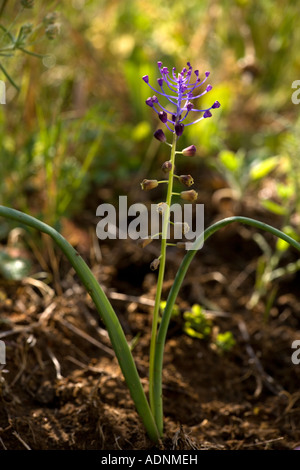 Quaste Hyazinthe, Muscari comosum, Sizilien Stockfoto