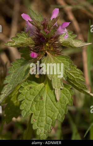 Schnitt Endivie tot Nessel Lamium Hybridum seltene in UK Stockfoto