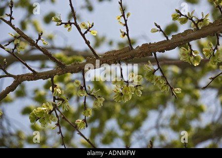 Englisch Ulme, Ulmus procera, in Obst, close-up, Dorset, England, Großbritannien Stockfoto