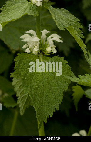 Weiße Toten-Nessel (Lamium Album) close-up, Dorset, England, UK Stockfoto