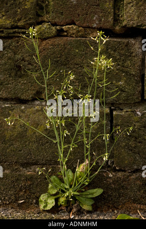 Thale-Kresse, Arabidopsis thaliana, gewöhnliches Unkraut, das für die genetische Forschung weit verbreitet ist Stockfoto