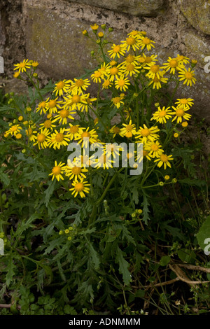 Oxford-Ragwurz, Senecio squalidus, ein weit verbreitetes Unkraut Stockfoto