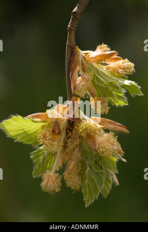 Gemeinsamen Buche (Fagus Sylvatica) männlichen Blüten und junge Blätter, close-up, Dorset, England, UK Stockfoto