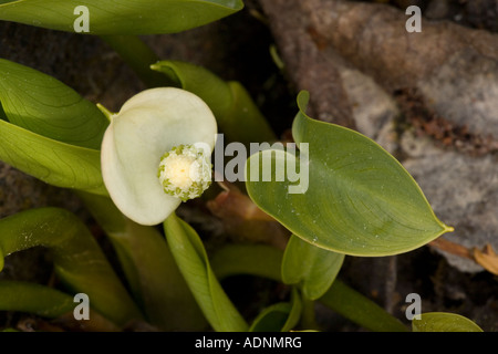 Moor arum, Calla palustris, Nahaufnahme Stockfoto