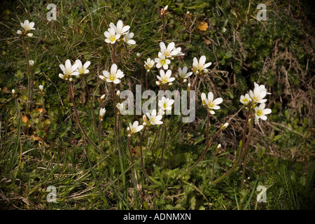 Wiesensaxifrage, Saxifraga granulata, selten in Großbritannien Stockfoto