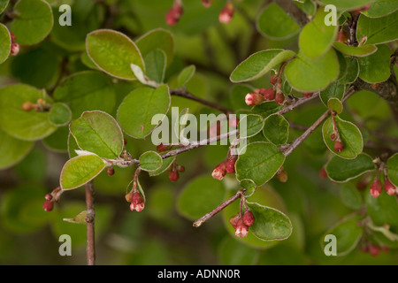 Ein wilder Cotoneaster, Cotoneaster integerrimus, der in Großbritannien extrem selten vorkommt Stockfoto