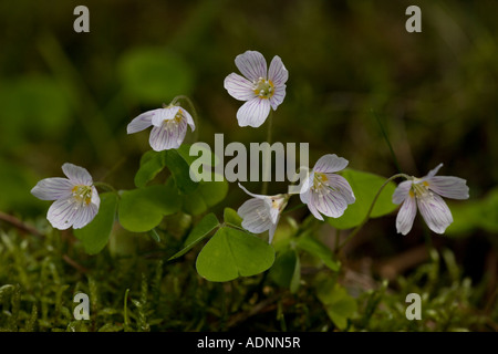 Holz Sauerampfer, Oxalis acetosella, alte Waldindikator in Großbritannien Stockfoto