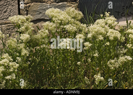 Hory cress, Lepidium draba (Cardaria draba). Aus Asien jetzt ein weit verbreitetes Unkraut Stockfoto