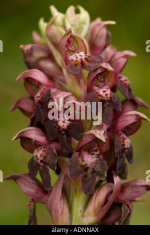 Bug Orchidee, Anacamptis coriophora (Orchis coriophora) close-up Griechenland, Europa Stockfoto