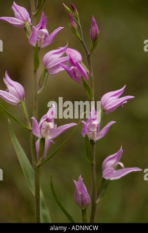 Red Helleborine Cephalanthera Rubra sehr seltene Orchidee in UK Stockfoto