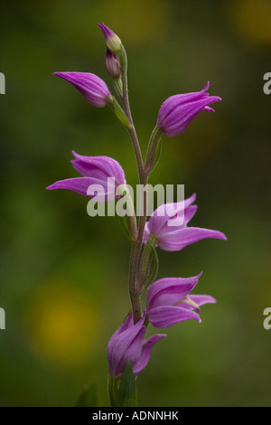 Rote Helleborine, Cephalanthera rubra, sehr selten in Großbritannien Stockfoto