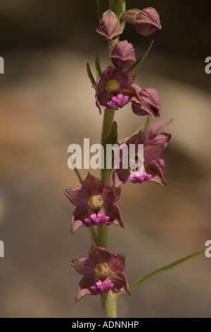 Dunkelrotes Helleborine, Epipactis atrorubens, auf Kalkstein, Nahaufnahme, Großbritannien Stockfoto