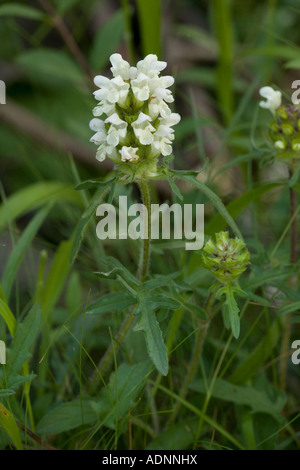 Schnitt blättrig self heal, Prunella laciniata sehr selten auf Kalkstein in England Stockfoto