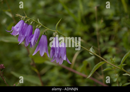 Schleichende Glockenblume, Campanula rapunculoides, Schweden Stockfoto