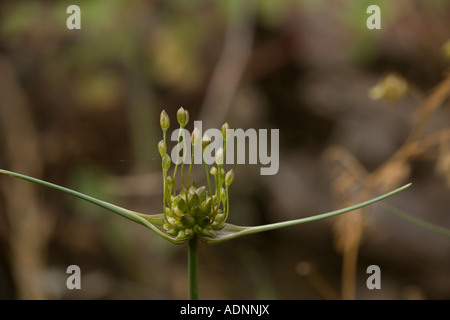 Feldknoblauchzehen, Allium oleraceum, Nahaufnahme. Selten in Großbritannien Stockfoto