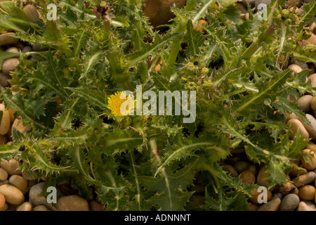 Stachelige Distel, Sonchus asper Stockfoto