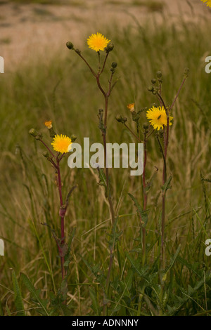 Staudendistel, Sonchus arvensis, Stockfoto