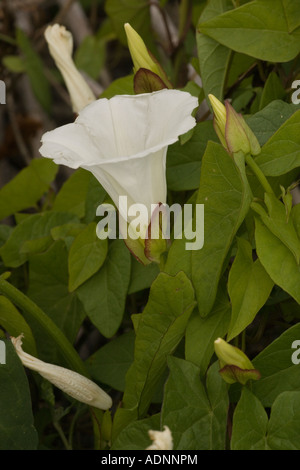 Hedge bindweed, Calystegia sepium, close-up, Dorset, England, VEREINIGTES KÖNIGREICH Stockfoto