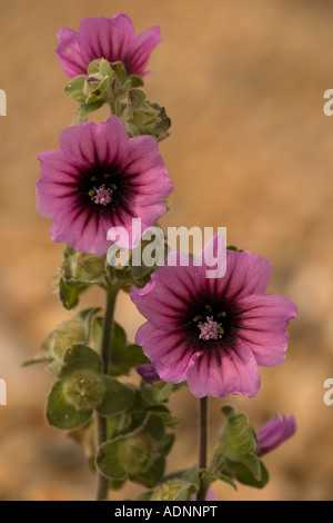 Baum Malve Lavatera Arborea Küste von Dorset Stockfoto