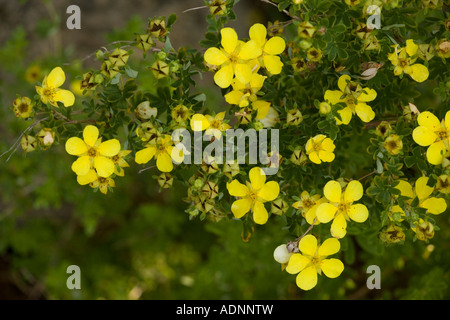 Strauchige Fingerkraut Potentilla Fruticosa Garten Stockfoto