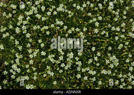 Heide Mastkraut (Sagina Subulata). Ungewöhnlich im Vereinigten Königreich Stockfoto